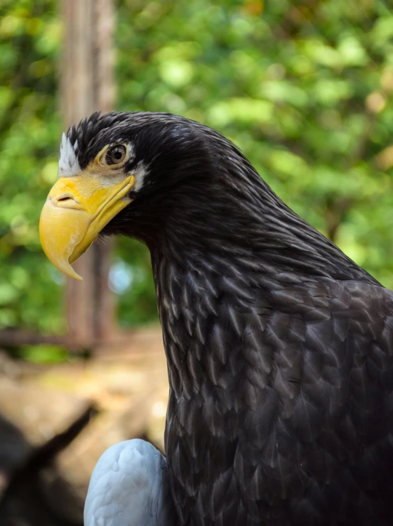 a close up view of a bird's head and neck