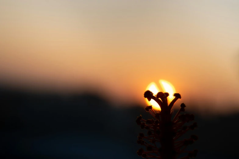 a plant with bright orange and yellow light