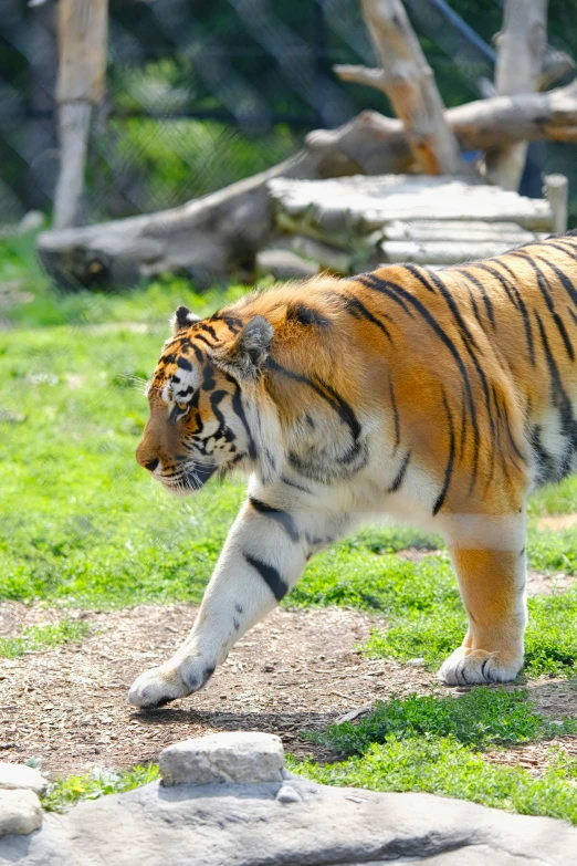 a tiger walking across a grass covered field