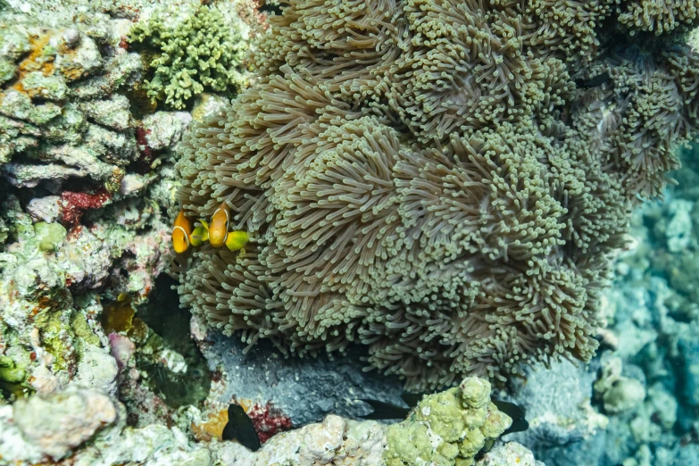 an underwater view of some coral and sea anemones