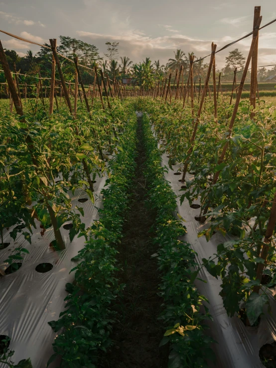 a farm field with many plants near the end of rows