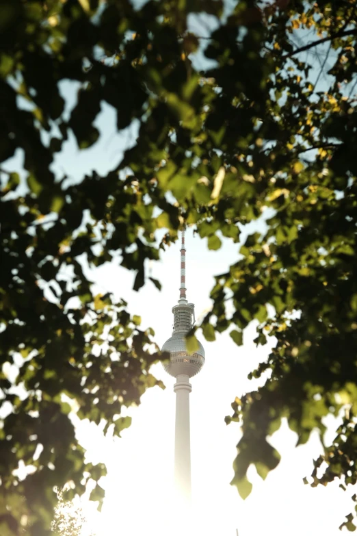 a view of the ferns on top of the city tower