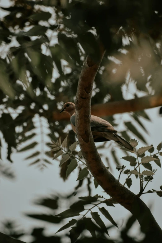 a bird perched in a tree looking up