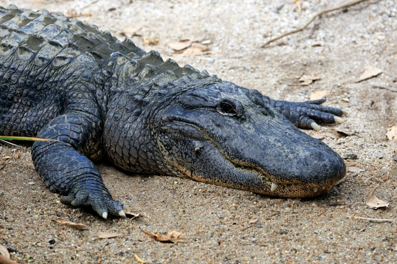 an alligator laying on the sand during the day