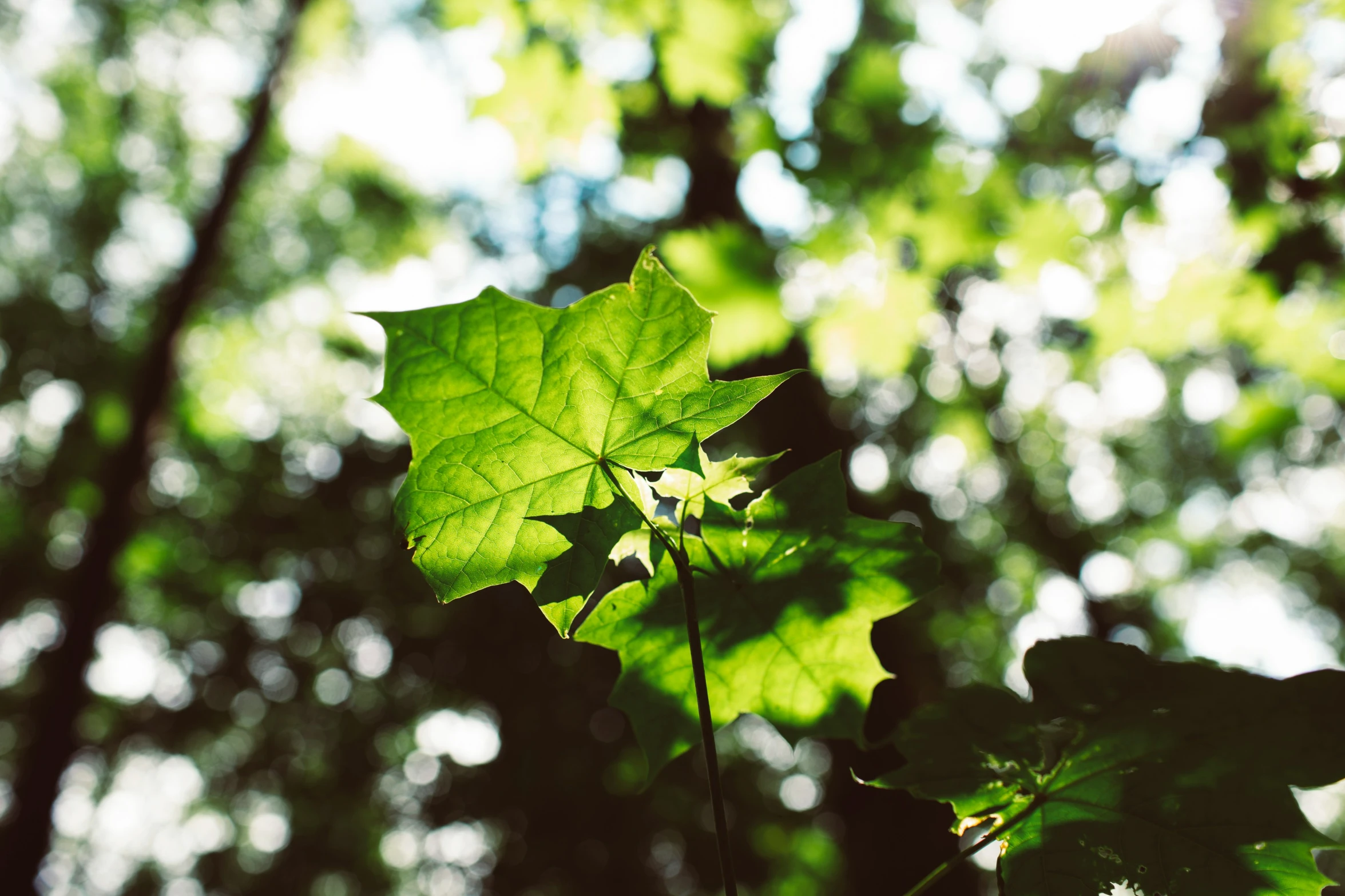 the leaves of a plant are pictured through the sun