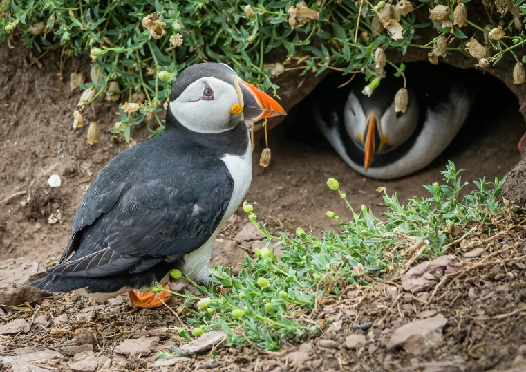 a puffer bird eating seeds from a ground