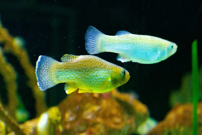 two fish are swimming near green algae in a large tank