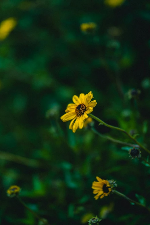 a yellow flower surrounded by small grass