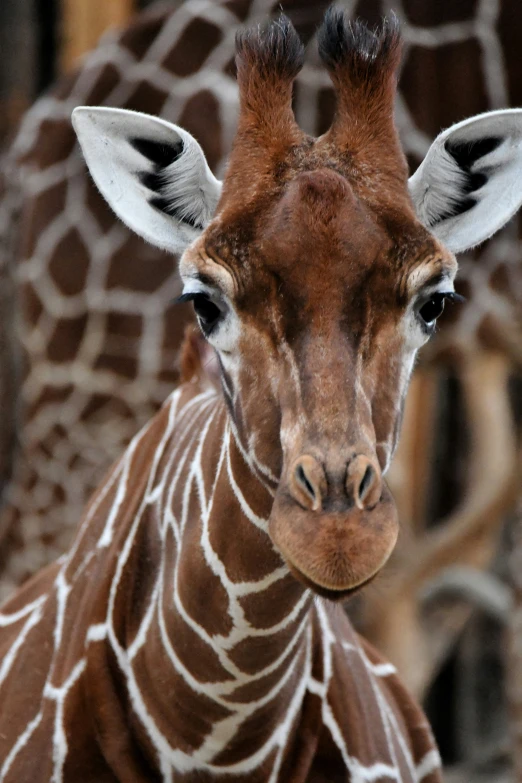 a close up of a giraffe's face and neck