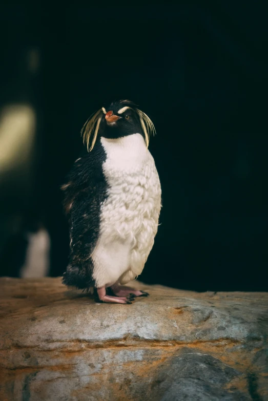 a penguin perched on top of a rock