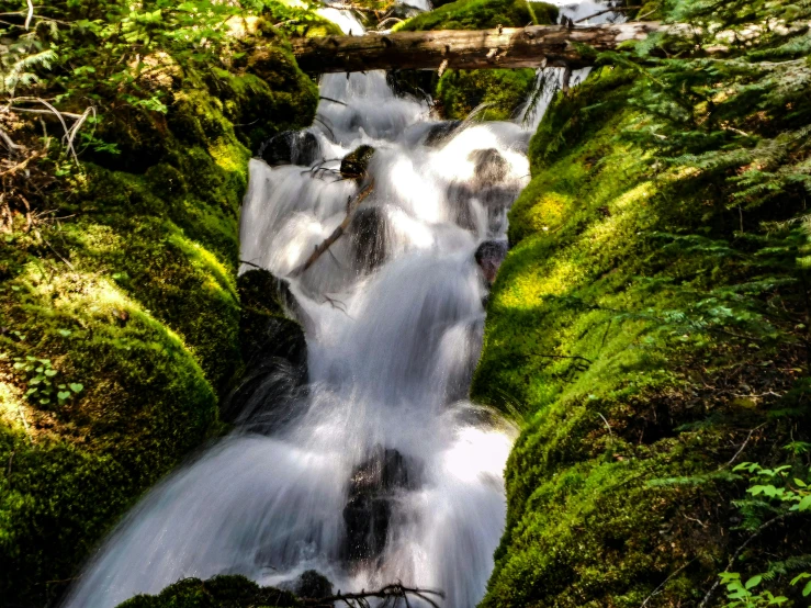 stream in lush green field with stream coming from below