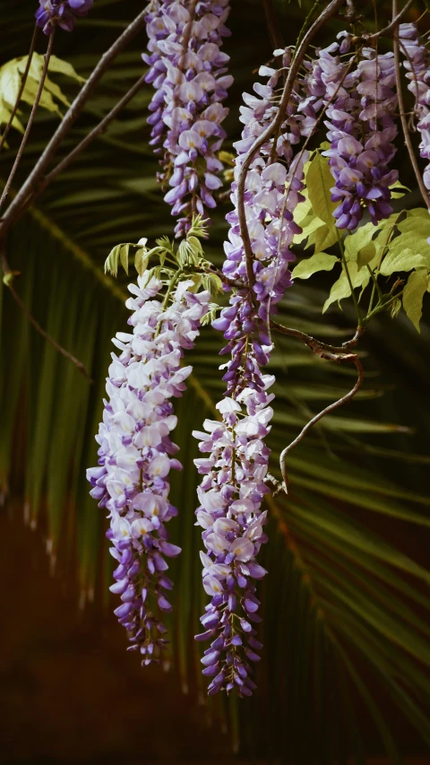 purple flowers and palm leaves growing on the side of a road