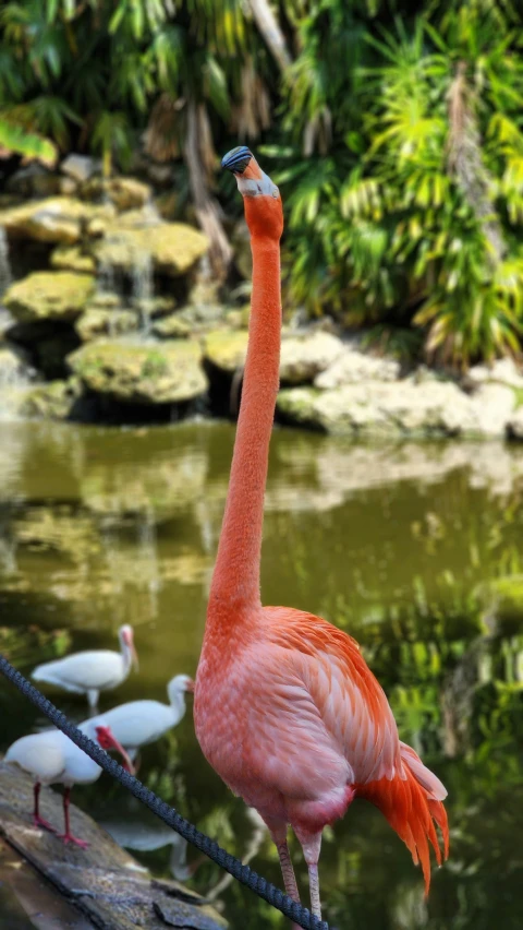 an flamingo walking around a lake with some birds