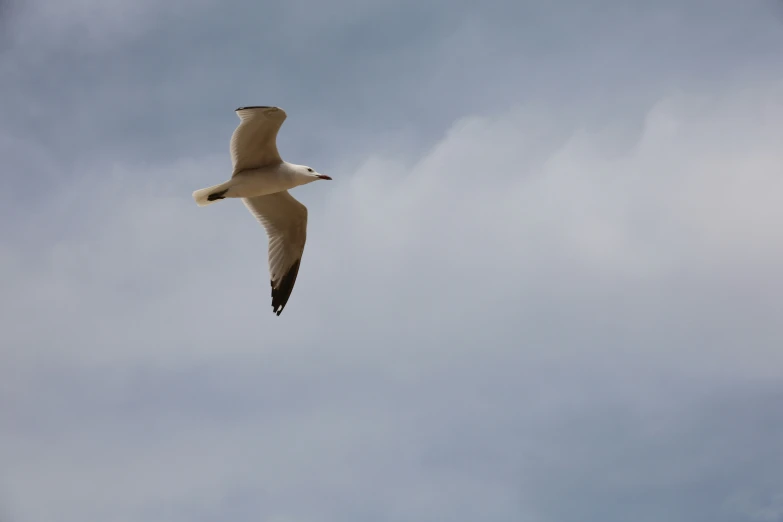 a bird that is flying in the sky