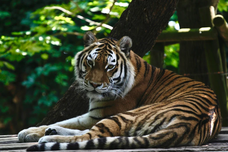 a large tiger lying down on a wooden platform