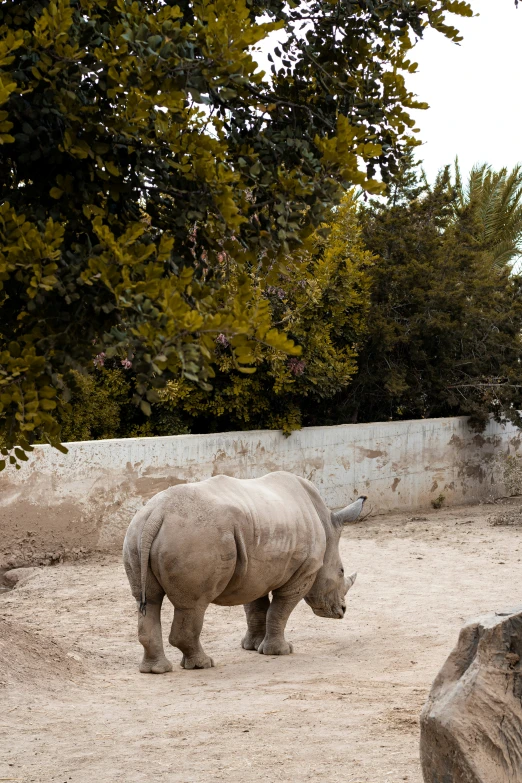 a rhinoceros is walking by itself in a zoo exhibit