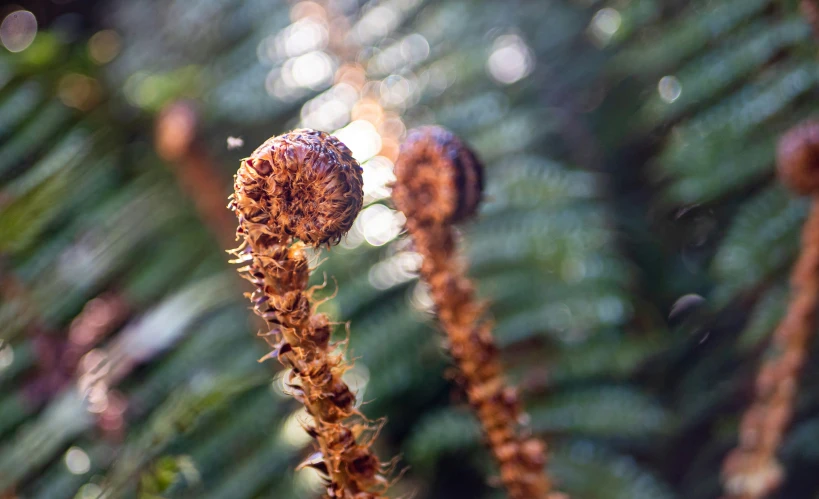 an insect's bug is feeding on some kind of plant