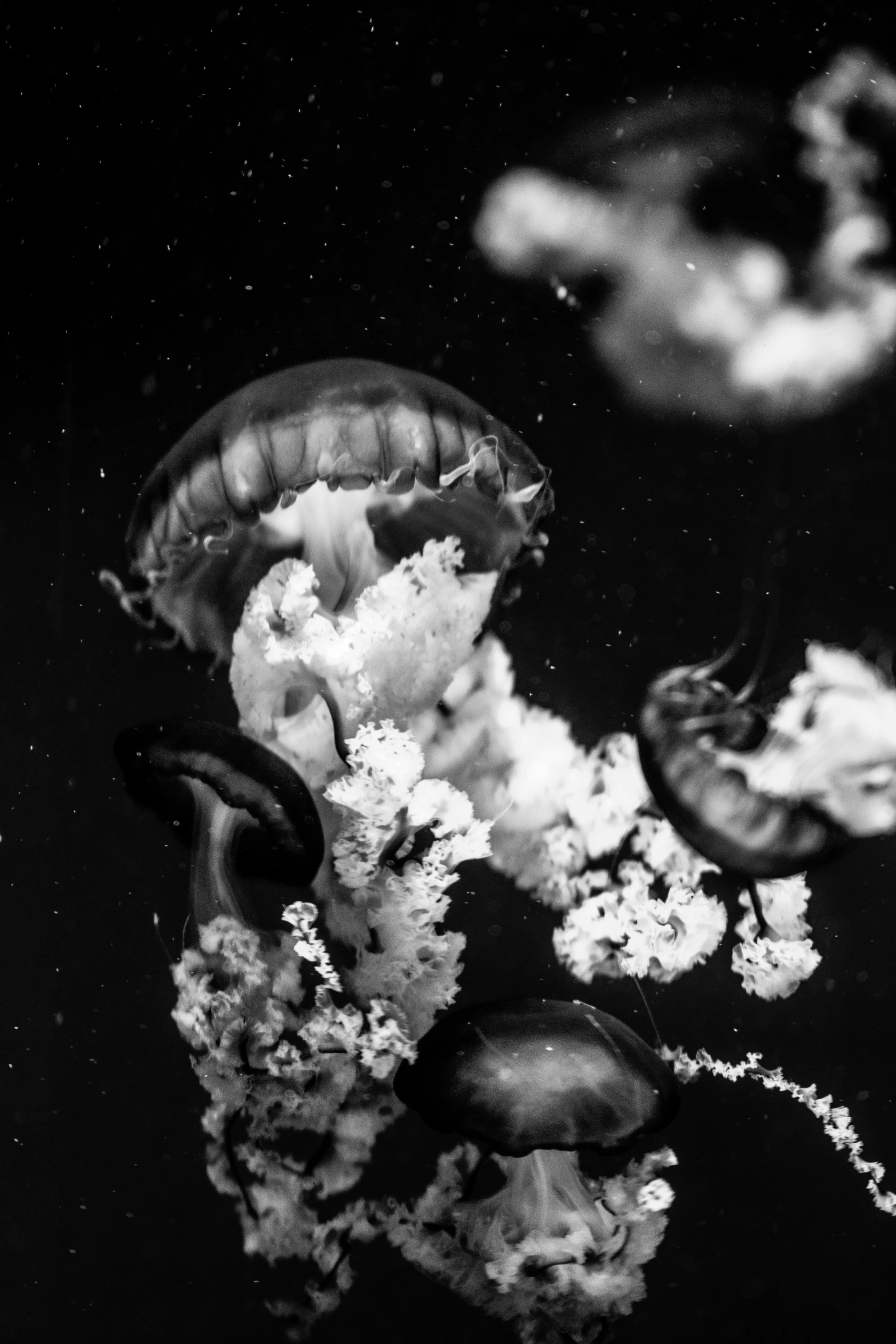 a bunch of jellyfish in the water with white bubbles and leaves