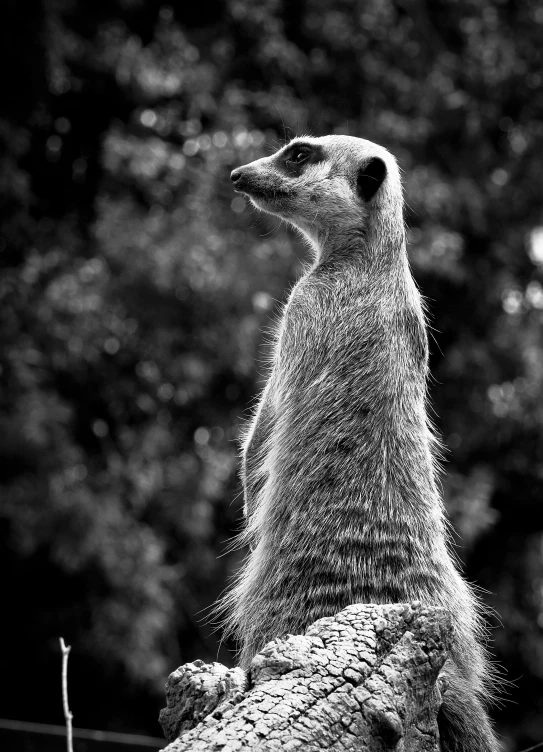 a meerkat is standing on its hind legs