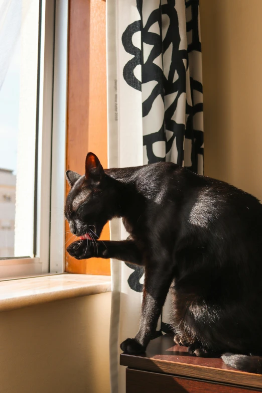 a black cat that is standing on the side of a window sill
