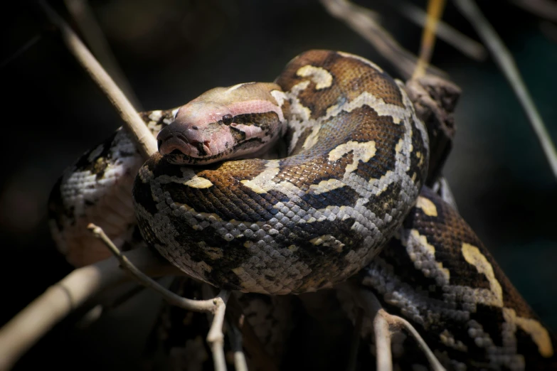 a large snake is resting on a twig