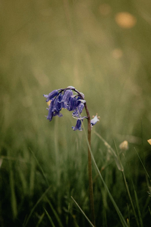 a blue flower stands out against the green