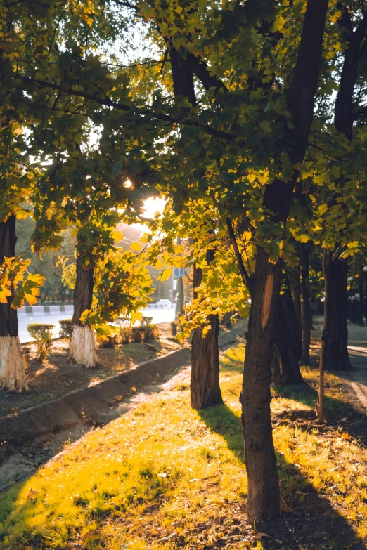 two large trees in a grassy area by the water