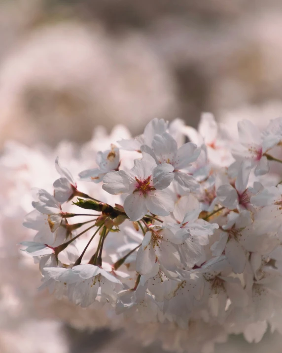 a white flower with lots of petals