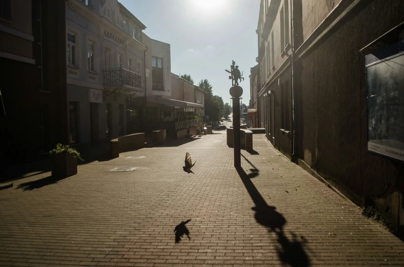 there are cats walking in the middle of the street