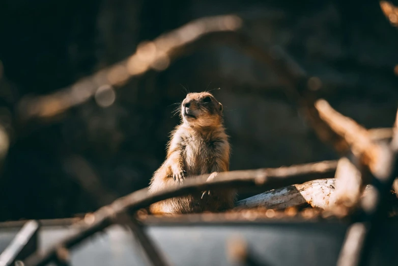 a cute little animal that is on the ground