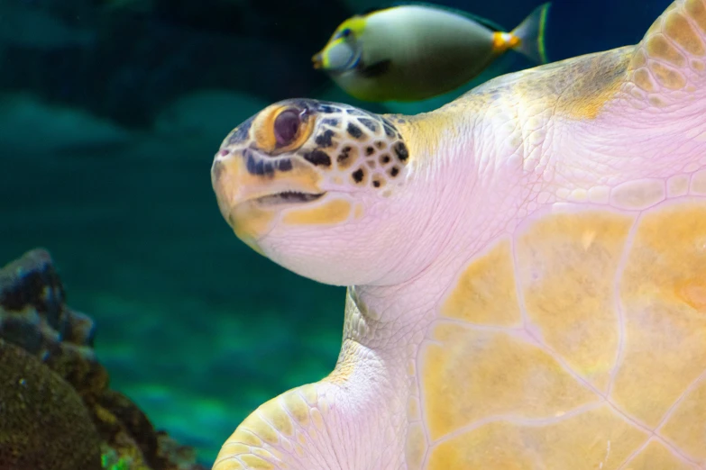 a close up of a sea turtle in an aquarium