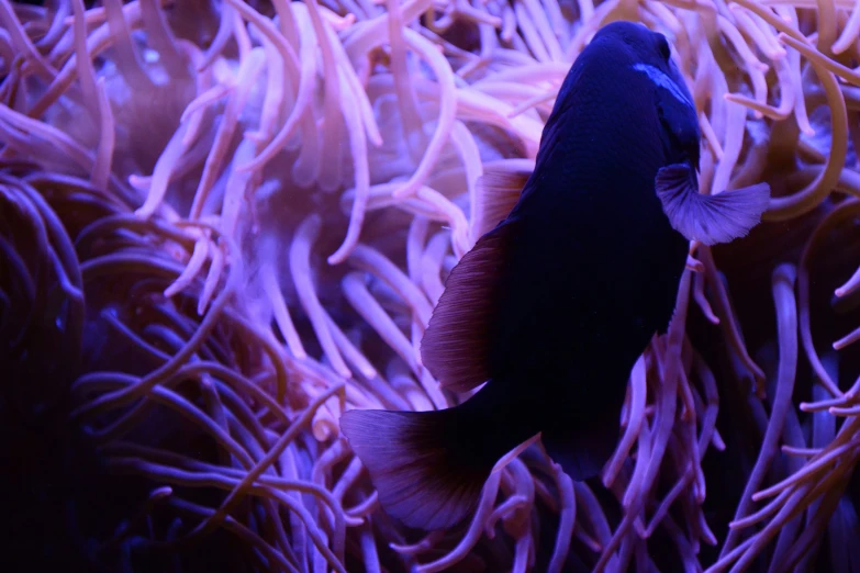 a small black fish swimming in purple water