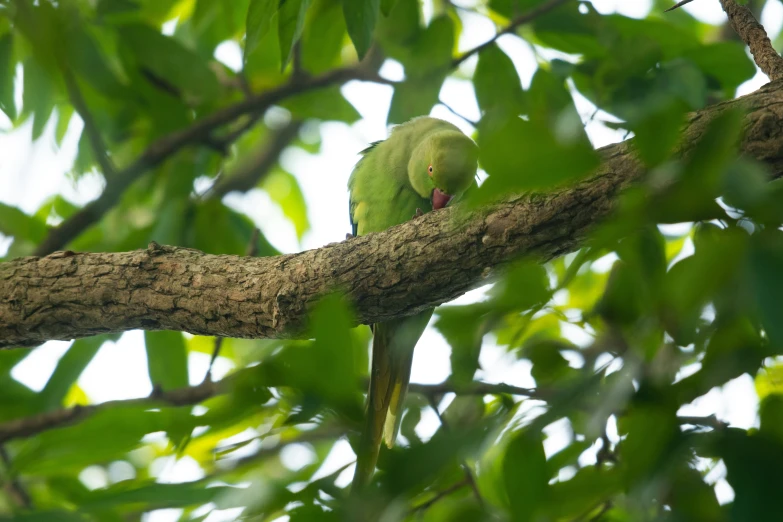 two green birds are perched on a nch