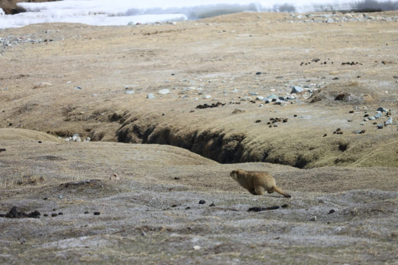 a brown bear is walking across an empty field