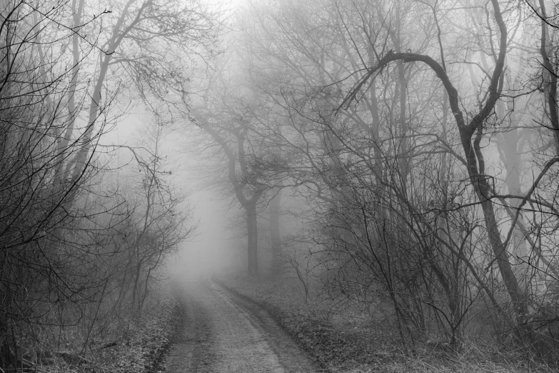 black and white pograph of a road in the woods