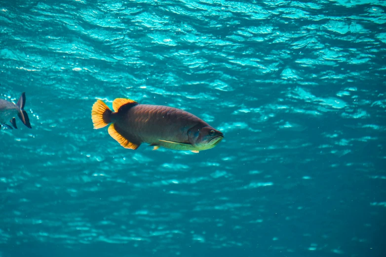 fish swimming in a body of water