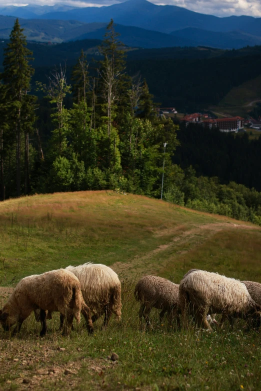 there are four sheep grazing on the grass