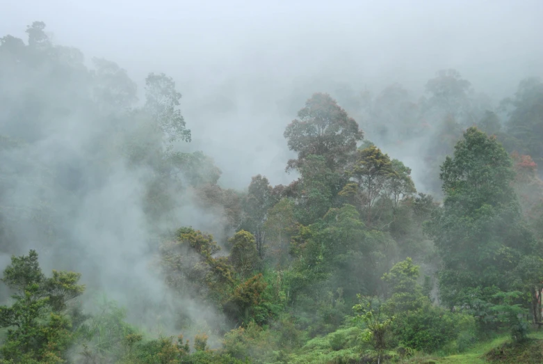 a hillside covered in trees next to some clouds