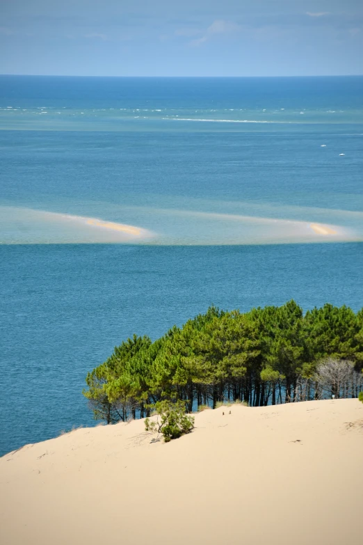 trees on the sand with the ocean in the background