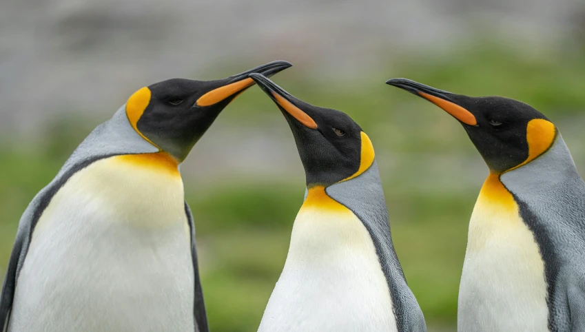 three penguins are touching beaks with their beaks