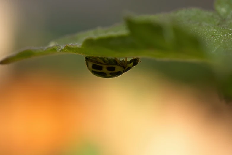 an extreme close up view of a yellow and black beetle