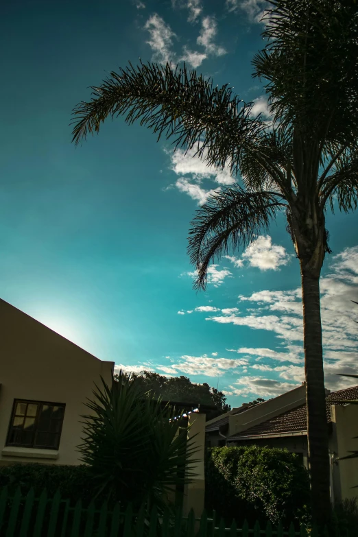 a palm tree is shown in front of houses