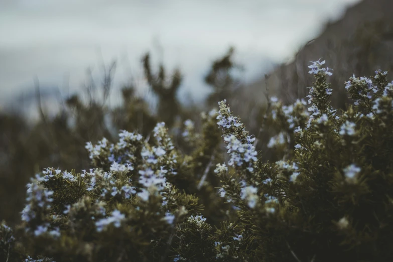 some blue flowers plants bushes and trees