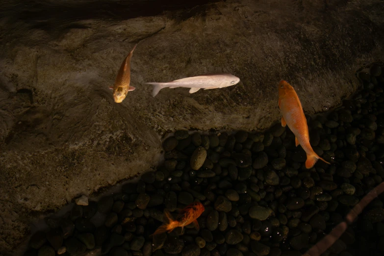 fish in an aquarium with pebbles and rocks surrounding it