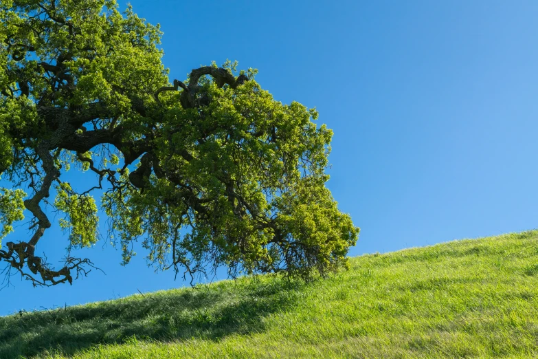 a green tree that is in a field