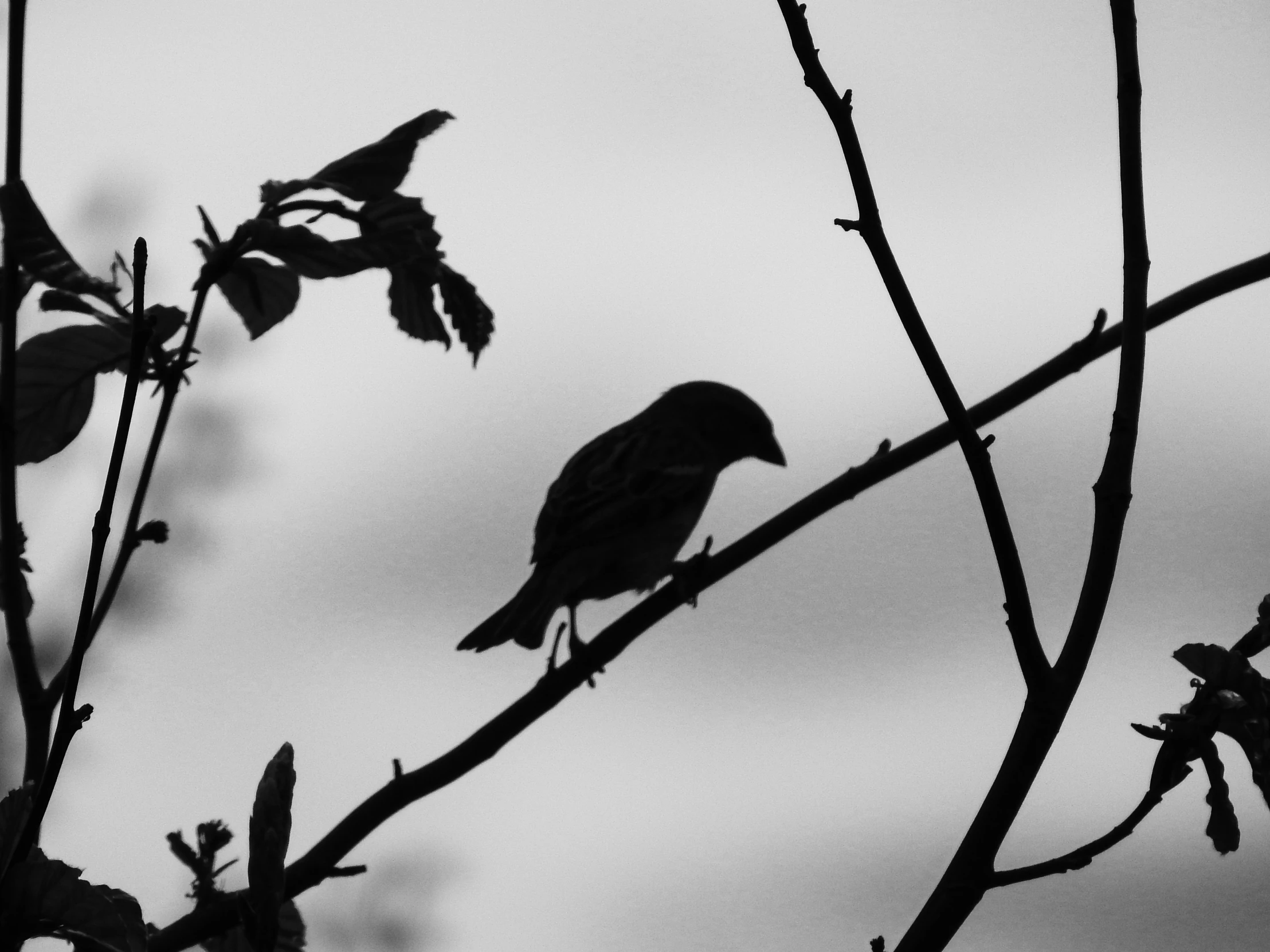 the bird is perched on the nch of the tree