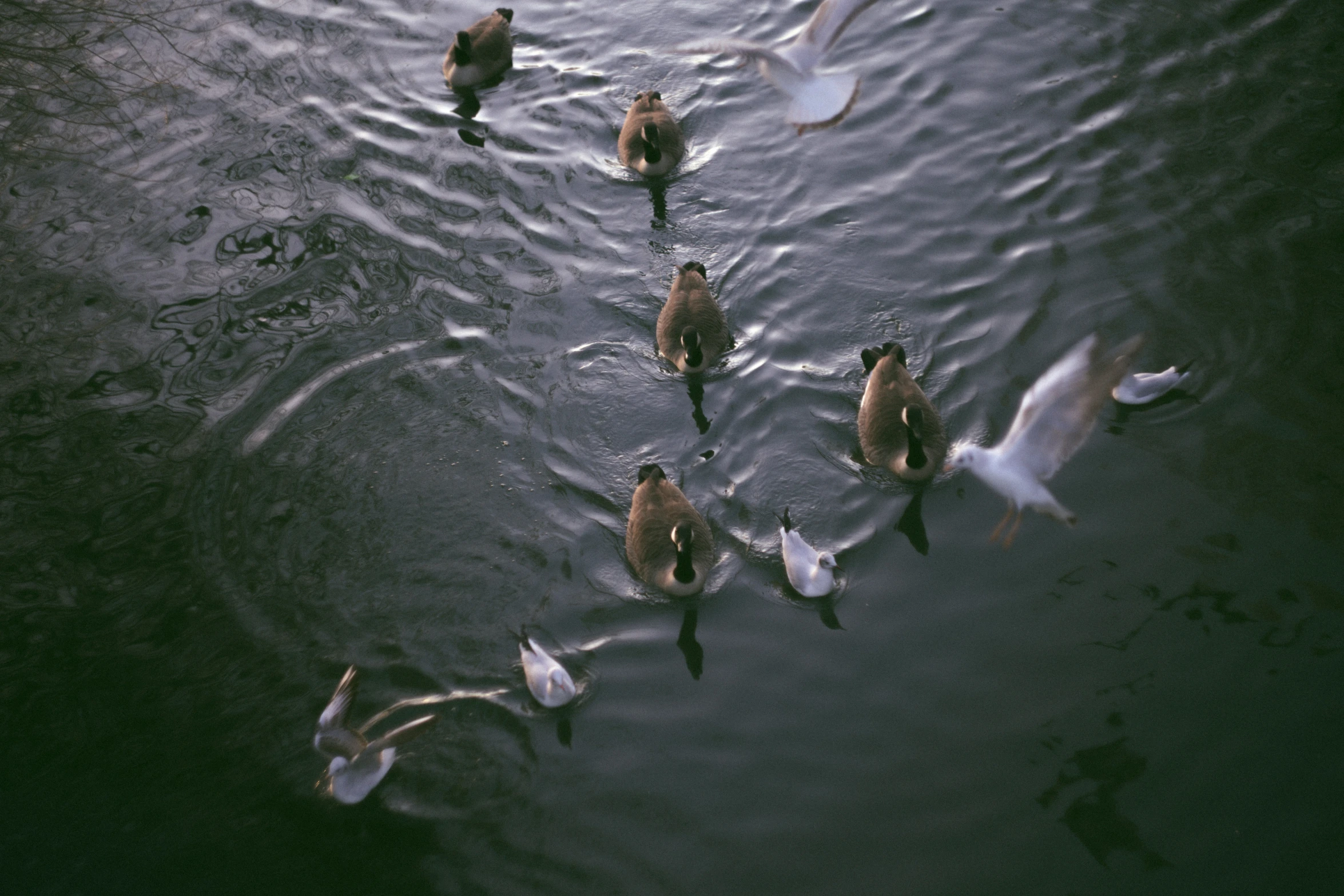 several ducks and geese swimming in the water