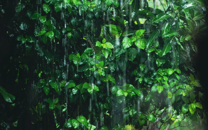 water pouring from the top of a waterfall in a lush green forest