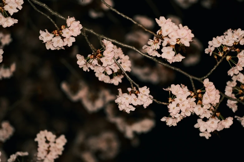 there is an image of white flowers that are blooming