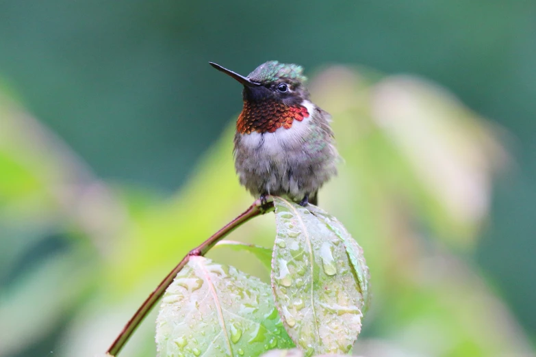 a small bird perched on top of a leaf